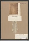 Navicula lyra var. abnormis Grun. (de-Toni-Nr.: Genus 1, Species 327) Zeichnungen Sammlung Grunow Nr. 735 (NHMW-BOT-W0367121)